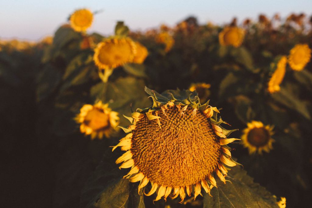 Best Sunflower Fields In California Addresses Photos