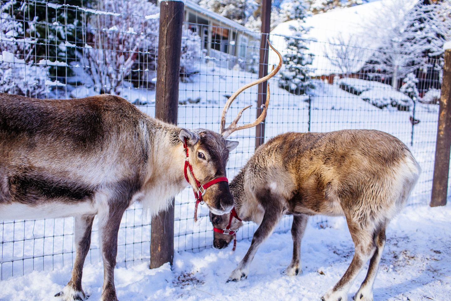 You Can Visit This Reindeer Farm In Washington