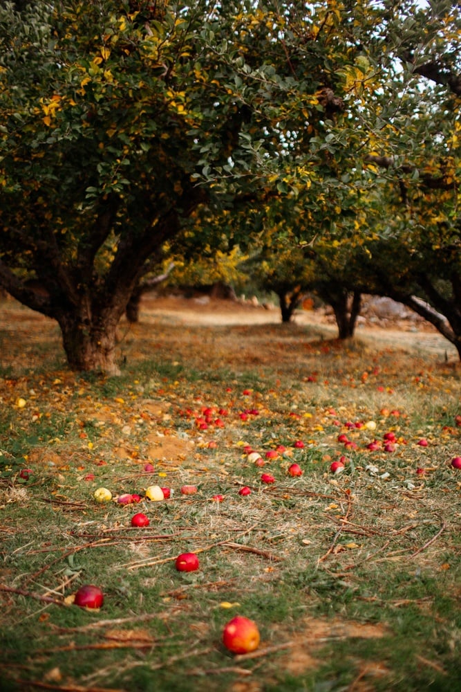 apple hill wineries