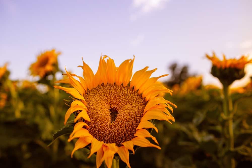 Best Sunflower Fields In California Addresses Photos
